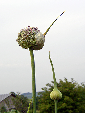 Lauch blühend