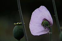 Violetter Mohn