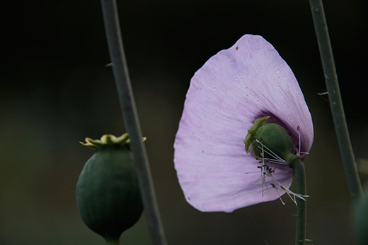 Violetter Mohn